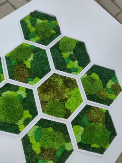 Machový hexagon