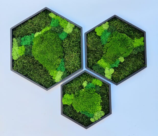 Machový hexagon