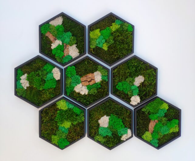 Machový hexagon