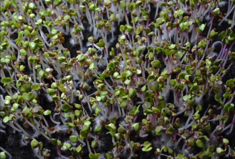 Microgreen