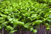 Microgreen