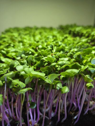 Microgreen